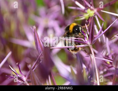 Hummeln, die Pollen extrahieren Stockfoto