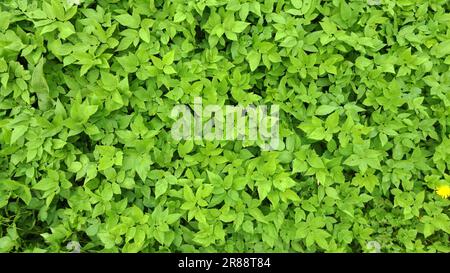 Hintergrund oder Banner grüner Blätter von aegopodium podagraria Stockfoto