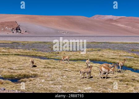 Vicunas an einem Bach in großer Höhe am Paso de Jama, einer der wichtigsten Gebirgspässe zwischen Argentinien und Chile; malerische Landschaft Stockfoto