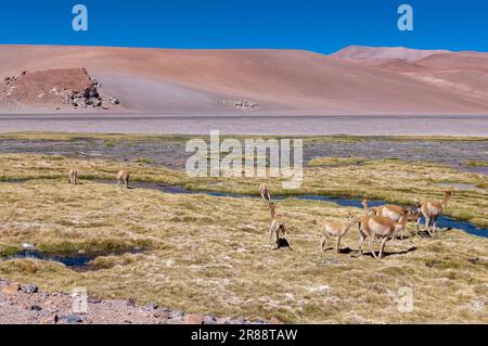 Vicunas an einem Bach in großer Höhe am Paso de Jama, einer der wichtigsten Gebirgspässe zwischen Argentinien und Chile; malerische Landschaft Stockfoto