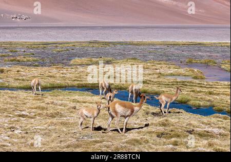 Vicunas an einem Bach in großer Höhe am Paso de Jama, einer der wichtigsten Gebirgspässe zwischen Argentinien und Chile; malerische Landschaft Stockfoto