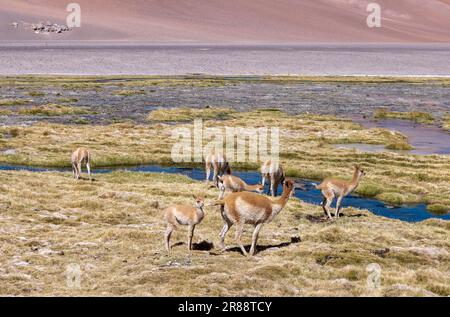 Vicunas an einem Bach in großer Höhe am Paso de Jama, einer der wichtigsten Gebirgspässe zwischen Argentinien und Chile; malerische Landschaft Stockfoto