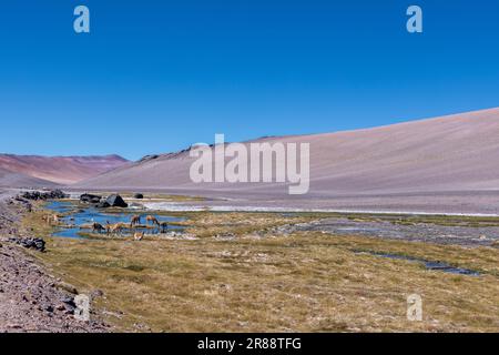 Vicunas an einem Bach in großer Höhe am Paso de Jama, einer der wichtigsten Gebirgspässe zwischen Argentinien und Chile; malerische Landschaft Stockfoto