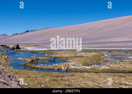 Vicunas an einem Bach in großer Höhe am Paso de Jama, einer der wichtigsten Gebirgspässe zwischen Argentinien und Chile; malerische Landschaft Stockfoto