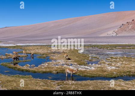 Vicunas an einem Bach in großer Höhe am Paso de Jama, einer der wichtigsten Gebirgspässe zwischen Argentinien und Chile; malerische Landschaft Stockfoto