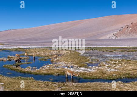 Vicunas an einem Bach in großer Höhe am Paso de Jama, einer der wichtigsten Gebirgspässe zwischen Argentinien und Chile; malerische Landschaft Stockfoto