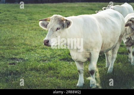 Die weißen Kühe grasen friedlich auf einer üppig grünen Wiese Stockfoto