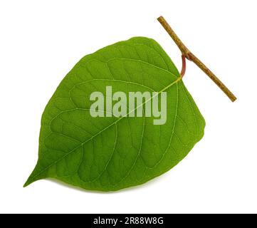 Asiatisches Knotweed-Blatt isoliert auf weißem Hintergrund Stockfoto