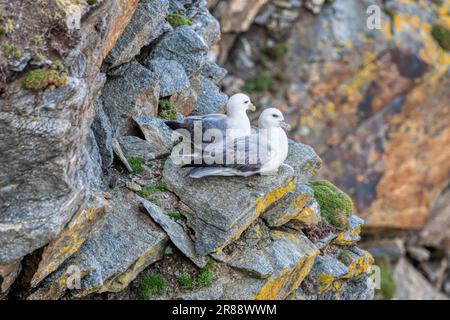 Ein Paar Fulmars, Fulmarus glacialis, am Nestplatz auf den Klippen bei Gloup Ness, Yell, Shetland, Stockfoto