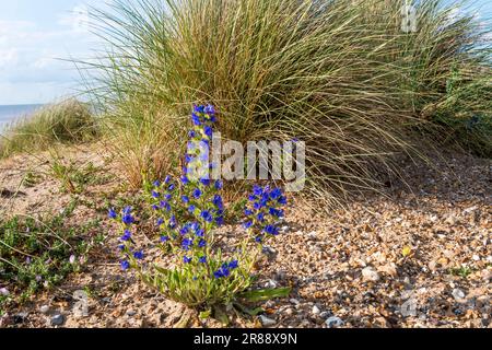 Viper Bugloss, Echium vulgare, wächst hinter Snettisham Beach am östlichen Ufer der Wash in Norfolk. Stockfoto