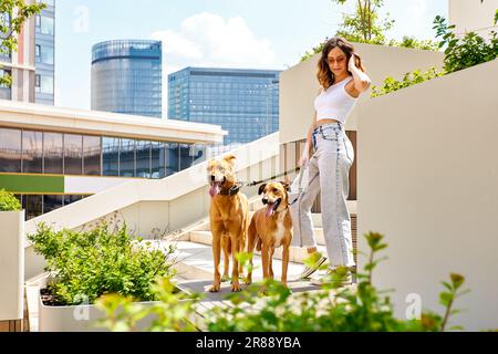 Ein junges, charmantes Mädchen läuft mit zwei goldenen Hunden durch den Stadthof. Das Mädchen hält Haustiere an der Leine. Liebe und Zuneigung zwischen Besitzer und Haustier. Adoption Stockfoto