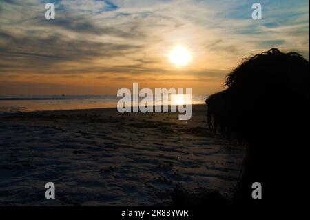 Sonnenuntergang, liegender Hund mit Blick auf den Sandstrand und das beleuchtete Meer. Lichtwellen. Poelinsel an der Ostsee. Naturfoto von der Küste Stockfoto