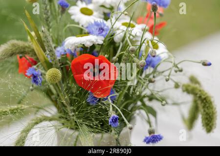 Wilder Blumenstrauß (Cornblumen, Kamillenweizen und Mohn) in Terrakotta-Vase. Wildblumen- und Grassorten. Stockfoto