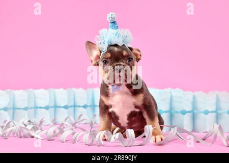 Brauner französischer Bulldog mit blauem Partyhut auf pinkfarbenem Hintergrund Stockfoto