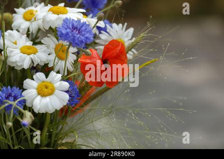 Wilder Blumenstrauß (Cornblumen, Kamillenweizen und Mohn) in Terrakotta-Vase. Wildblumen- und Grassorten. Stockfoto