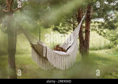 Die bengalische Katze entspannt sich in der Hängematte Stockfoto