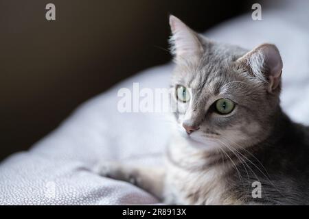 Grau gestreifte Katze, die im Hausinneren auf dem Bett liegt Stockfoto