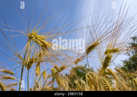 Reife Gerste mit geneigten Ohren auf dem Feld Stockfoto