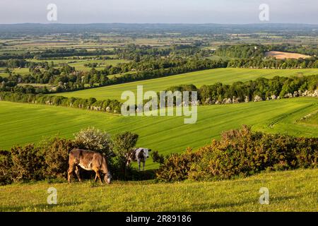 Kühe, die an einem späten Frühlingsabend auf Firle Beacon grasen Stockfoto