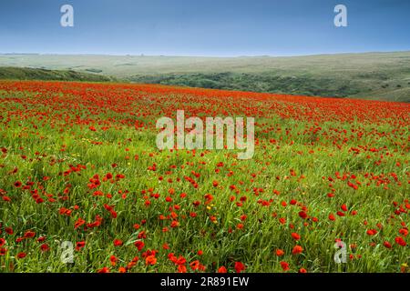 Der atemberaubende Anblick eines Feldes voller Common Poppies Papaver Rhoeas an der Küste von Crantock Bay in Newquay in Cornwall, Großbritannien in Europa. Stockfoto