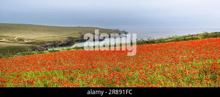 Ein Panoramabild des atemberaubenden Anblicks eines Feldes voller Gemeiner Mohnblume Papaver Rhoeas an der Küste von Polly Porth Witz in Newquay in Cornwall in Th Stockfoto