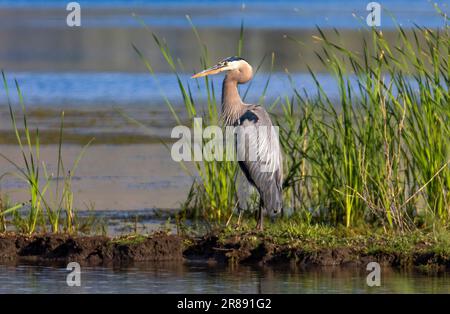 Ein großer Blaureiher (Ardea herodias) steht am Ufer in der Farmington Bay Waterfowl Management Area, Farmington, Davis County, Utah, USA. Stockfoto