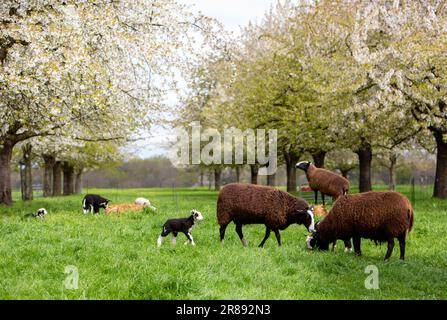 Schafe und Lämmer auf einer grünen Wiese bei maastricht in der niederländischen Provinz limburg mit jungen Obstbäumen im Frühjahr Stockfoto