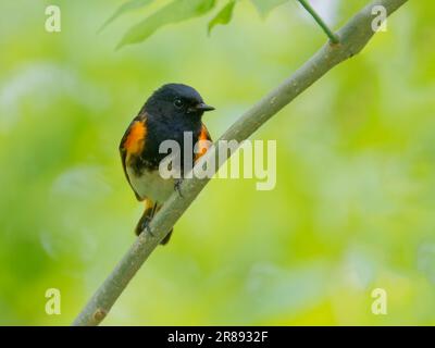 American Redstart - männliche Setophaga ruticilla Magee Marsh, Ohio, USA BI36365 Stockfoto