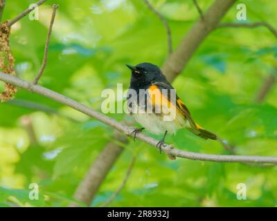 American Redstart - männliche Setophaga ruticilla Magee Marsh, Ohio, USA BI36370 Stockfoto