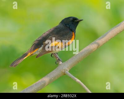 American Redstart - männliche Setophaga ruticilla Magee Marsh, Ohio, USA BI36376 Stockfoto