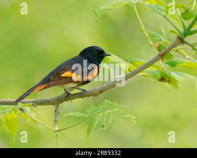 American Redstart - männliche Setophaga ruticilla Magee Marsh, Ohio, USA BI36377 Stockfoto