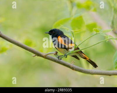 American Redstart - männliche Setophaga ruticilla Magee Marsh, Ohio, USA BI36381 Stockfoto