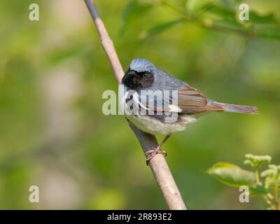 Black throated Blue Warbler Setophaga caerulescens Magee Marsh, Ohio, USA BI36426 Stockfoto