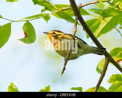 Blackburnian Warbler Setophaga fusca Magee Marsh, Ohio, USA BI36445 Stockfoto