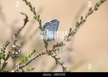 Unterseite eines silbernen blauen Schmetterlings (Plebejus argus) Stockfoto