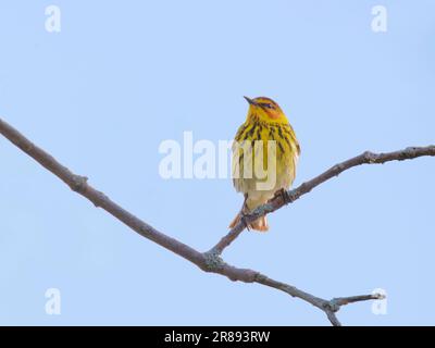 Cape May Warbler - männliche Setophaga tigrina Magee Marsh, Ohio, USA BI36473 Stockfoto