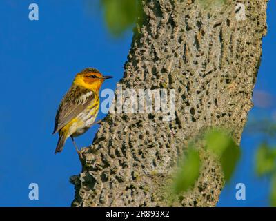 Cape May Warbler - männliche Setophaga tigrina Magee Marsh, Ohio, USA BI36482 Stockfoto