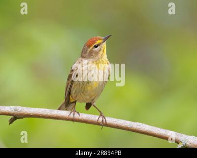 Palm Warbler Setophaga palmarum Magee Marsh, Ohio, USA BI36564 Stockfoto