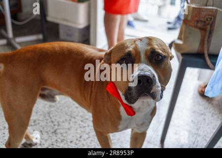 Hund mit rotem Schmetterling aus einem Smoking Stockfoto