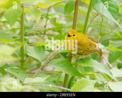 Yellow Warbler - singend Setophaga petechia Magee Marsh, Ohio, USA BI36657 Stockfoto
