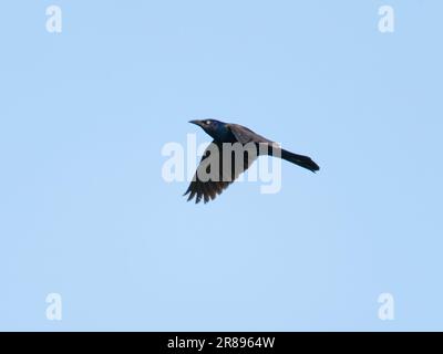 Grackle - auf dem Flug Quiscalus Quiscula Ottawa Wildlife Refuge, Ohio, USA BI36763 Stockfoto