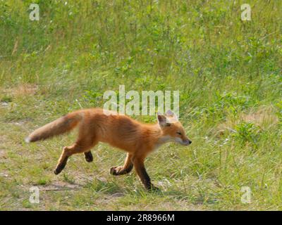 Red Fox - Running Vulpes vulpes Magee Marsh, Ohio, USA MA004154 Stockfoto