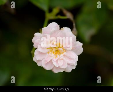 Eine zarte, duftende rosa Rambling-Rose-Blume Stockfoto