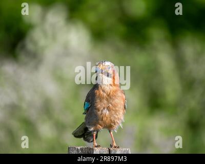 Ein wunderschöner Jay (Garrulus glandarius), hoch oben auf einem alten Holzpfosten Stockfoto