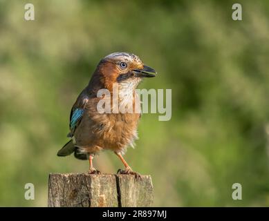 Ein wunderschöner Jay (Garrulus glandarius), hoch oben auf einem alten Holzpfosten Stockfoto