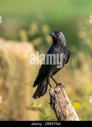 Ein Alarm Jackdaw, (Corvus monedula), ein Mitglied der Krähenfamilie, hoch oben auf einem alten Ast in der Mitte eines Feldes Stockfoto