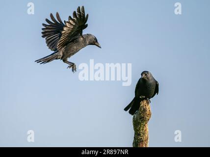 Zwei Jackdaws (Corvus monedula), einer im Flug nähert sich einem zweiten hoch oben auf einem alten Ast Stockfoto