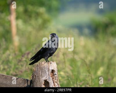 Ein Jackdaw (Corvus monedula), ein Mitglied der Crow-Familie, der immer wachsam ist, wenn er auf einem alten hölzernen Torpfosten sitzt Stockfoto