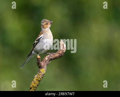 Ein weibliches Chaffinch, (Fringilla Coelebs), hoch oben auf einem alten Ast Stockfoto