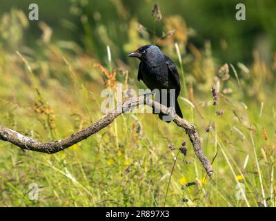 Ein Jackdaw (Corvus monedula), ein Mitglied der Crow-Familie, wachsam, wie er auf einem alten Ast in der Mitte eines Feldes sitzt Stockfoto